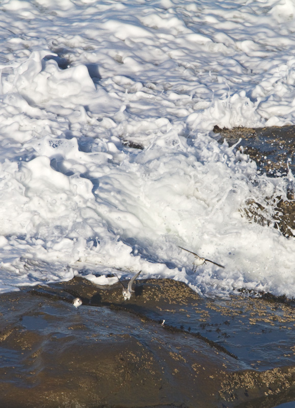 Sanderlings Escaping Wave